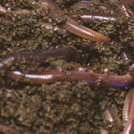 Earthworms in soil depicting the healthy soil that comes from using Evolution seed